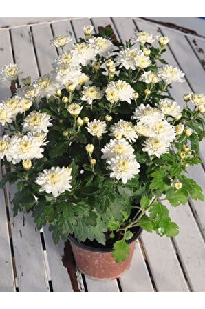 Beyaz Kasımpatı Krizantem Hüzün Çiçeği 5-10 Cm Chrysanthemum