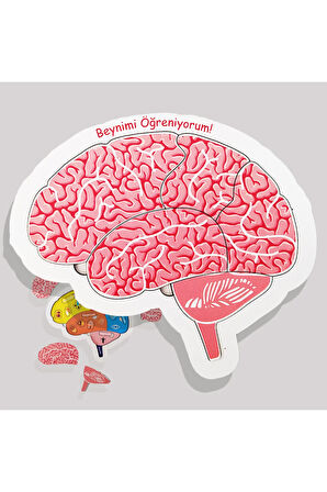 Beynimi Öğreniyorum Ahşap Puzzle - Çocuk Yapboz - 5 Yaş Ve Üzeri Eğitime Yardımcı Oyuncak