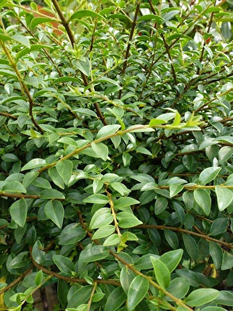 Hızlı Büyüyen Ligustrum [Kurt Bağrı Fidanı] fidanı 2 yaş tüplü