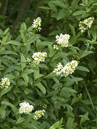 Hızlı Büyüyen Ligustrum [Kurt Bağrı Fidanı] fidanı 2 yaş tüplü