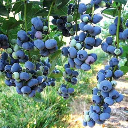 1 Adet  Yaban Mersini Fidanı (Vaccinium corymbosum) - Sağlıklı ve Besleyici Meyveler 25-35 cm