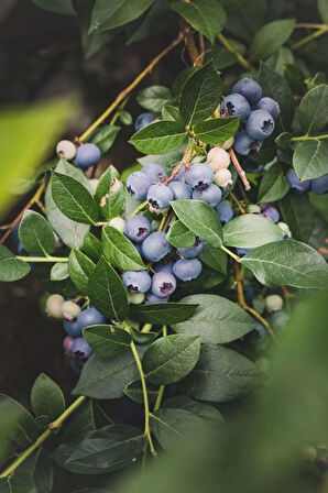 1 Adet  Yaban Mersini Fidanı (Vaccinium corymbosum) - Sağlıklı ve Besleyici Meyveler 25-35 cm