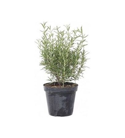  (Rosmarinus officinalis) Biberiye Fidanı 3 Adet 20-30 Cm