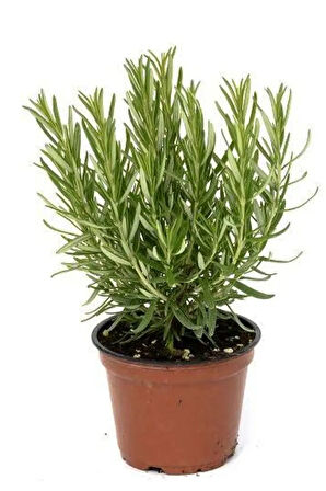 Biberiye Fidesi Saksılı 20cm-25cm