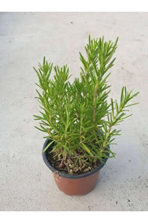 Biberiye Fidesi Saksılı 20cm-25cm