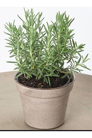 Biberiye Fidesi Saksılı 20cm-25cm