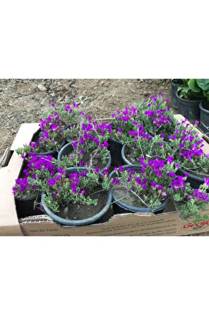 Acem Halısı Çiçeği Fidanı 10-20 cm