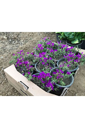 Acem Halısı Çiçeği Fidanı 10-20 cm
