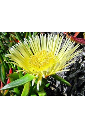 Kaz Ayağı Çiçeği Yer Örtücü Bitki 2 Adet (carpobrotus Acinaciformis)