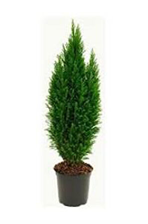 Elwoodii Çamı Chamaecyparis Lawsoniana Ellwoodii 30-40 cm