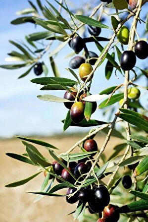 2 Adet Zeytin Ağacı Fidanı: Hem Lezzetli Hem de Faydalı: Her Bahçeye Uygun