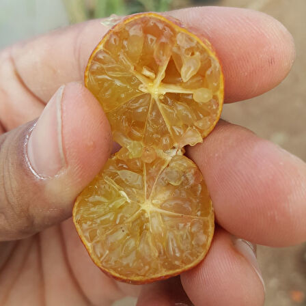 4 Yaş Aşılı Blood Lime Kırmızı Limon Fidanı, Torbada