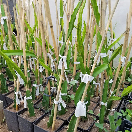 2 Yaş Beyaz Pitaya Ejder Meyvesi Fidanı, Torbada