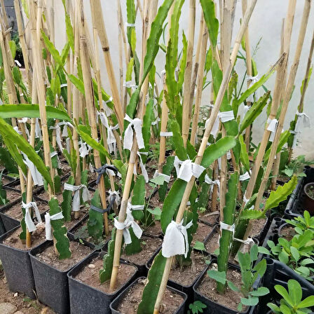 2 Yaş Beyaz Pitaya Ejder Meyvesi Fidanı, Torbada