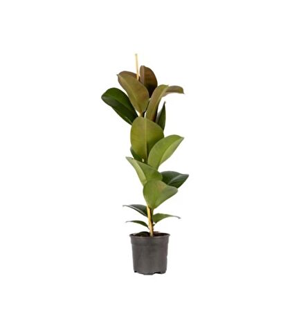 Kauçuk Çiçeği Tek Kök 70 80 cm Kauçuk Bitkisi Ficus Elastica İç Mekan Bitkisi