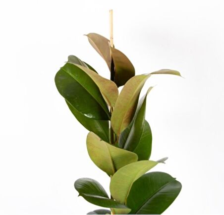 Kauçuk Çiçeği Tek Kök 70 80 cm Kauçuk Bitkisi Ficus Elastica İç Mekan Bitkisi