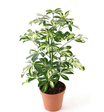 Şeflera Bitkisi 60 70 Cm Tek Gövdeli Schefflera Bitkisi 5 Parmak Bitkisi Saksı Bitkisi