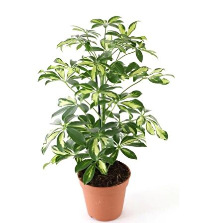 Şeflera Bitkisi 60 70 Cm Tek Gövdeli Schefflera Bitkisi 5 Parmak Bitkisi Saksı Bitkisi