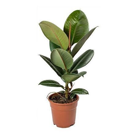 Kauçuk Ficus Elastica Bitkisi Hediye Açılış Ofis Çiçeği