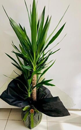 Yukka Çiçeği 2 Kök Yeşil Siyah Süslemeli Yucca Bitkisi 80 100 cm Hediyelik Tebrik Çiçeği Kutlama Çiçeği