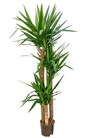 Yucca Dracena 3 Köklü İç Mekan Bitkisi Ofis Bitkisi Salon Bitkisi Tasarım Açılış Bitkisi