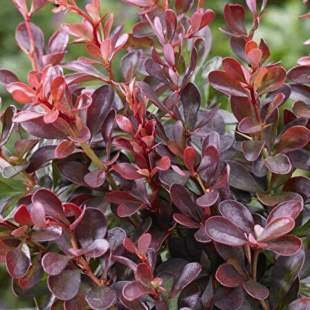 1 Adet Roket berberis fidanı saksılı