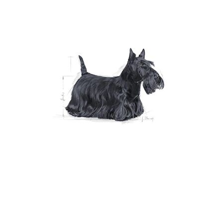 Royal Canin Mini Dermacomfort Kuru Köpek Maması 3kg