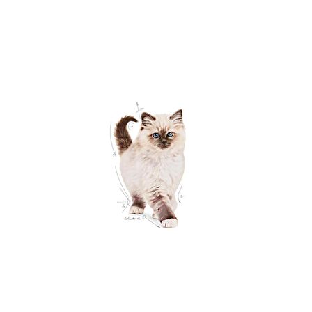 Royal Canin Yavru Kediler için Kuru Kedi Maması 10kg