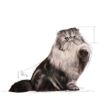 Royal Canin İran Kedisi için Kuru Kedi Maması 2kg