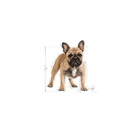 Royal Canin Fransız Bulldog Yetişkin Kuru Köpek Maması 3kg