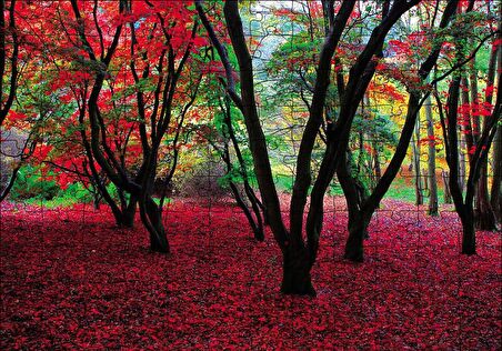 Cakapuzzle  Büyülü Sonbahar Ormanı Puzzle Yapboz MDF Ahşap