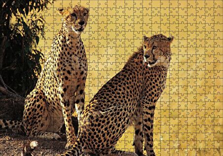 Cakapuzzle  Çift Leopar Puzzle Yapboz MDF Ahşap
