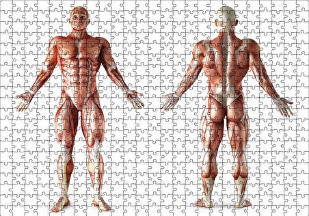 Cakapuzzle  İnsan Kas Anatomisi Puzzle Yapboz MDF Ahşap