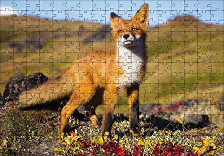 Cakapuzzle  Kızıl Tilki Puzzle Yapboz MDF Ahşap