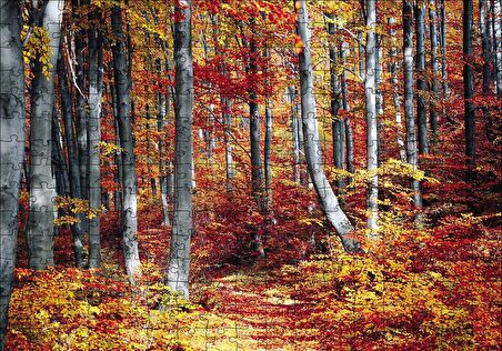 Cakapuzzle  Sonbaharda Orman Puzzle Yapboz MDF Ahşap