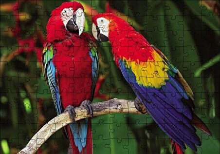 Cakapuzzle  Amazon Papaganı Puzzle Yapboz MDF Ahşap