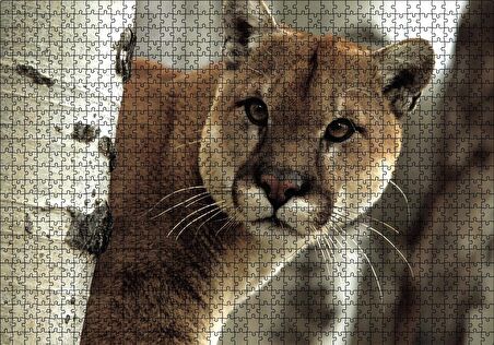 Cakapuzzle  Doğadaki Puma Puzzle Yapboz MDF Ahşap