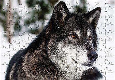 Cakapuzzle  Karda Bozkurt Puzzle Yapboz MDF Ahşap