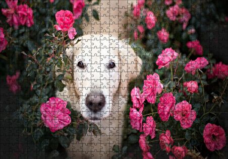 Cakapuzzle  Beyaz Golden Retriever Çiçekler Arasında Puzzle Yapboz MDF Ahşap