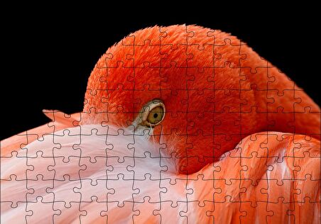 Cakapuzzle  Amerikan Flamingosu Siyah Arka Plan Puzzle Yapboz MDF Ahşap
