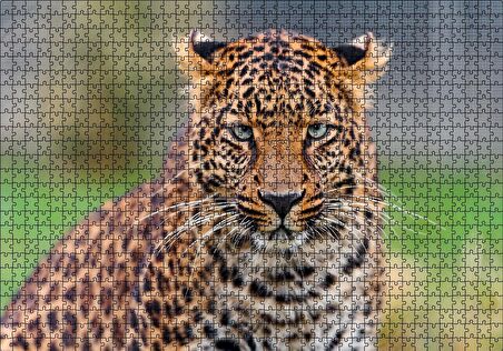 Cakapuzzle  Genç Leopar Puzzle Yapboz MDF Ahşap
