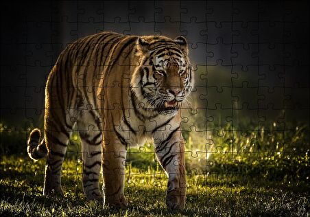 Cakapuzzle  Yorkshire Vahşi Yaşam Parkı Kaplan Vladimir Puzzle Yapboz MDF Ahşap