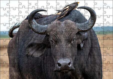 Cakapuzzle  Buffalo ve Sırtındaki Kuş Arkadaşları Puzzle Yapboz MDF Ahşap
