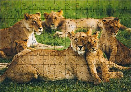 Cakapuzzle  Çayırda Dişi Aslanlar ve Yavruları Puzzle Yapboz MDF Ahşap
