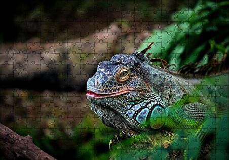 Cakapuzzle  Muhteşem Renkleriyle Iguana Puzzle Yapboz MDF Ahşap