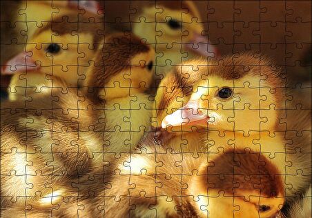Cakapuzzle  Ördek Yavruları Puzzle Yapboz MDF Ahşap