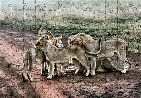 Cakapuzzle  Toprak Yolun Ortasında Aslan Ailesi Puzzle Yapboz MDF Ahşap