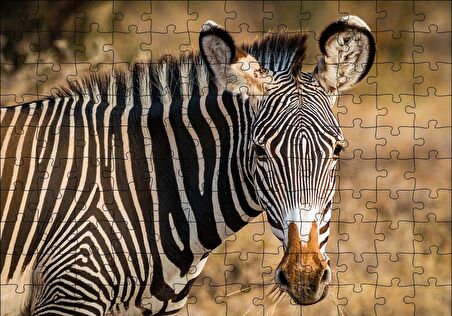 Cakapuzzle  Zebra ve Muhteşem Dalgalı Şeritleri Puzzle Yapboz MDF Ahşap