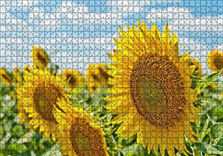 Cakapuzzle  Günebakan Çiçekleri Puzzle Yapboz MDF Ahşap