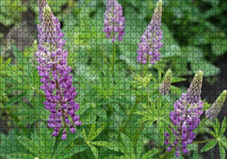 Cakapuzzle  Acı Bakla Çiçeği ve Yaprakları Puzzle Yapboz MDF Ahşap